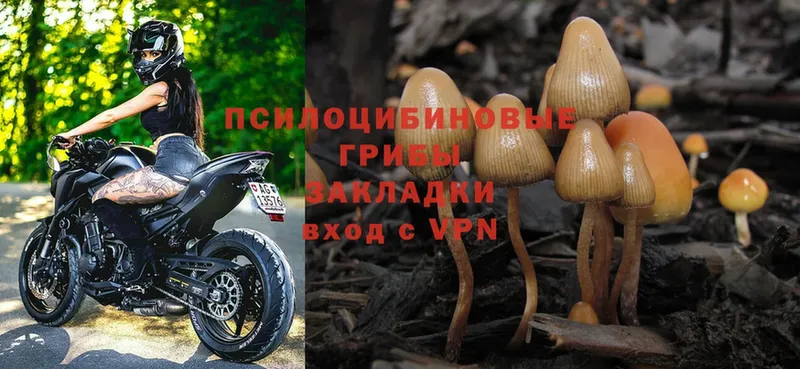 где найти наркотики  Сарапул  Галлюциногенные грибы Magic Shrooms 